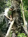 花序樹液を竹管に採取している光景。