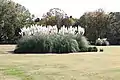 芝生広場にあるパンパスグラス（2019年11月9日撮影）
