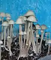 アイゾメヒカゲタケ Panaeolus cyanescens 石川県、沖縄、傘0.42%柄0.16%（沖縄）。当初、小笠原諸島にて発見されパナエオルス・トロピカリス Panaeolus tropicalisとされたが後にグスマンの教示を受けた。