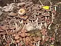 センボンサイギョウガサ Panaeolus subbalteatus 糞や堆肥化した土地に発生し、何千本も群生することも、ワライタケより成分が多い、北海道、宮城、茨城県岩瀬、沖縄。