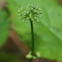 蕾、茎の先端に散状花序となる