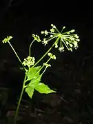 球状につく黄緑色の小さい花