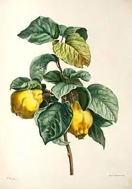パンクラース・ベッサによる博物画
