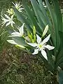 パンクラチューム イリュリクム Pancratium illyricum