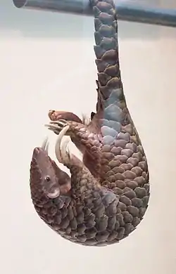 ミミセンザンコウ