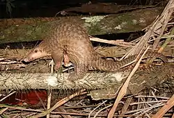 マレーセンザンコウ