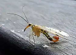 Panorpa communis