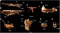 Panphagia protos（PVSJ 874）の保存された頭蓋骨