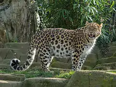 アムールヒョウ Panthera pardus orientalis