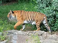インドシナトラ