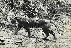 ジャワトラ