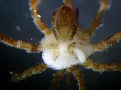 抱卵中のウミグモ。