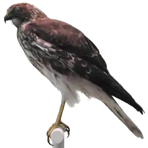 マダガスカルチュウヒ