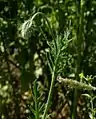 蕾。開花時には上を向き2枚の萼(がく)は落ちる。