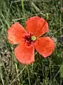 subsp. lecoqiiの花