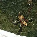 水面に止まり水を飲んでいる