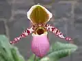 ヴィクトリアーレギナ
