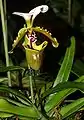 Paphiopedilum spicerianumパフィオペディルム属