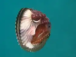 貝殻の一部が壊れた雌のアオイガイ