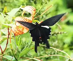 コオニユリを吸蜜するオナガアゲハのオス