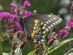 本種の♀成虫(翅裏), アメリカ(ペンシルベニア州)