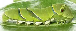 ミカンの葉を食草とするアゲハチョウの幼虫