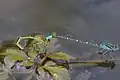 産卵
