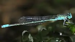 Paracercion hieroglyphicum