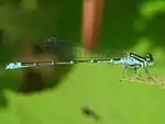 オオイトトンボのオスParacercion sieboldii