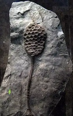 パラクリノイド(スミソニアン博物館所蔵)
