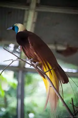 オオフウチョウ