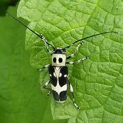 ラミーカミキリの成虫