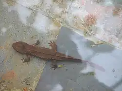 ベトナムコブイモリ