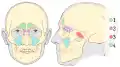 Paranasal sinuses