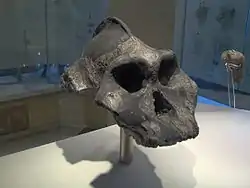 パラントロプス・エチオピクス