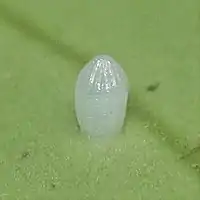 食草とするキジョランの葉の裏に産み付けられた卵