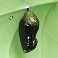 蛹