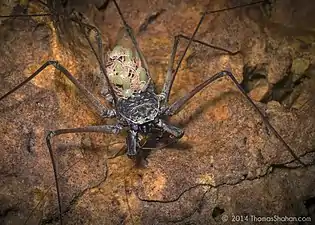 幼生を背負う Paraphrynus sp.