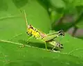 タンザワフキバッタの雄成虫(横浜市)