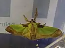 ヒロヘリアオイラガ
