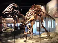 P. cyrtocristatusの全身骨格（フィールド自然史博物館の展示品）