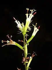1頭花あたり小花は4-5個。総苞片は1列で5個あり、広線形で先は鋭形となる。