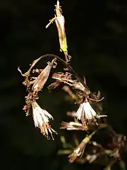 冠毛は白色になる。