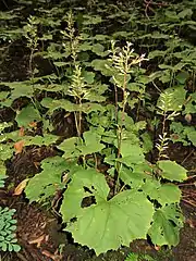 しばしば群生する。