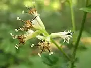 花冠は5裂する