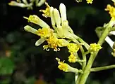 頭花は5-6個の黄色い小花からなる