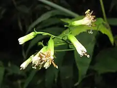 頭花。