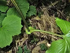葉柄の基部は「耳状」に茎を抱く。