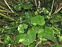 オオシラビソで構成される針葉樹林下で、低木層にはチシマザサが生える場所にあったもの(八甲田山)。頭花は総状円錐花序につき、斜め下向きに咲く。