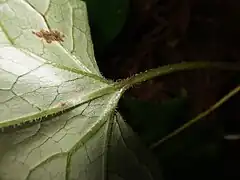 葉の裏面葉脈上に褐色の多細胞の軟毛が生える。